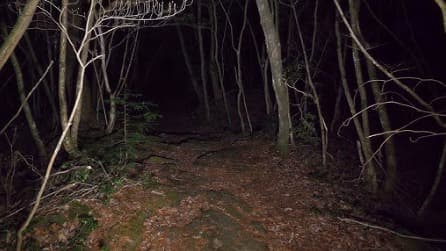 The image is of a forest at night. It is scary.